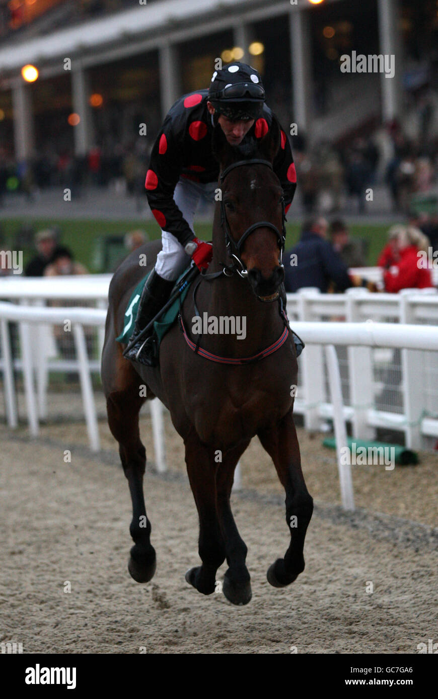 Jockey John Cullen su Imperial Shabra va a postare in La corsa degli ostacoli di E.B.F 'National Hunt' Novices' Foto Stock