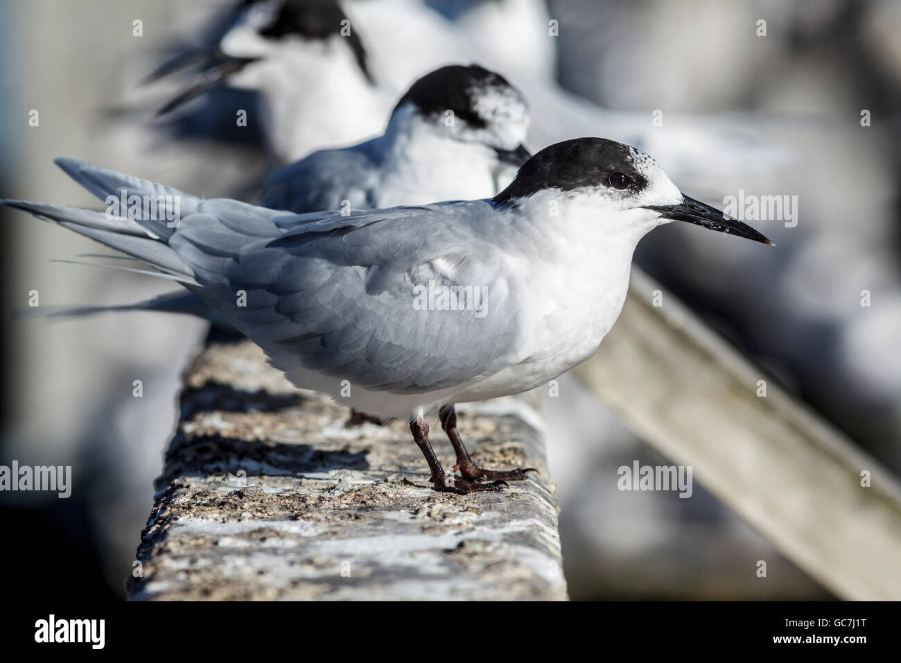 Bianco-fronteggiata Tern ( Sterna striata ), di uccelli di mare a Caroline Bay,Timaru,Canterbury,Isola del Sud,Nuova Zelanda Foto Stock