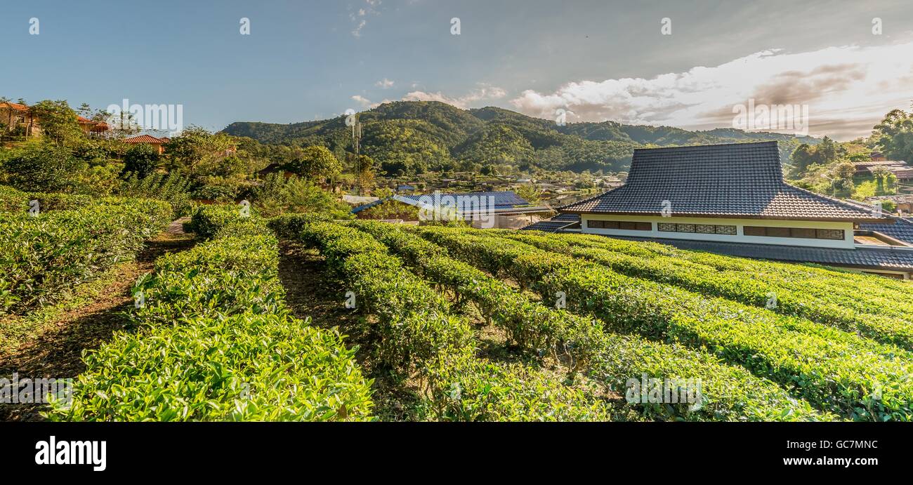 Fattoria di tè in Mae Aw o Rak Thai villaggio nel distretto di Pai, Mae Hong Son Provincia, Thailandia. Foto Stock