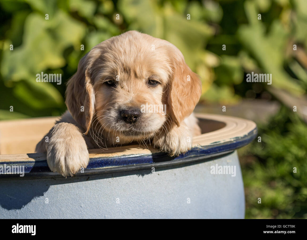 Golden Retriever cuccioli in una ciotola in un giardino Foto Stock