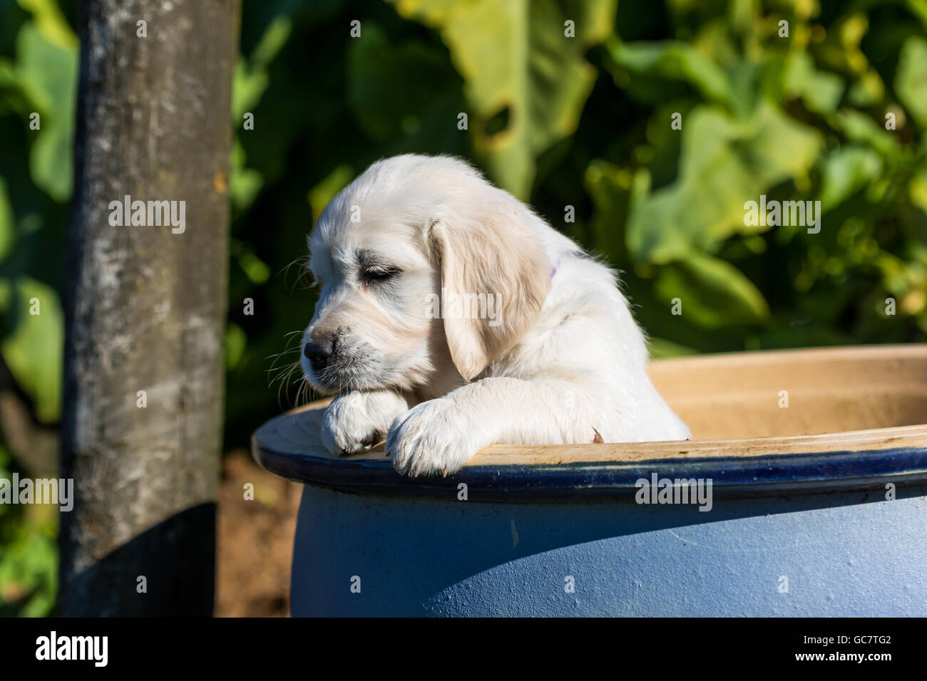 Golden Retriever cuccioli in una ciotola in un giardino Foto Stock