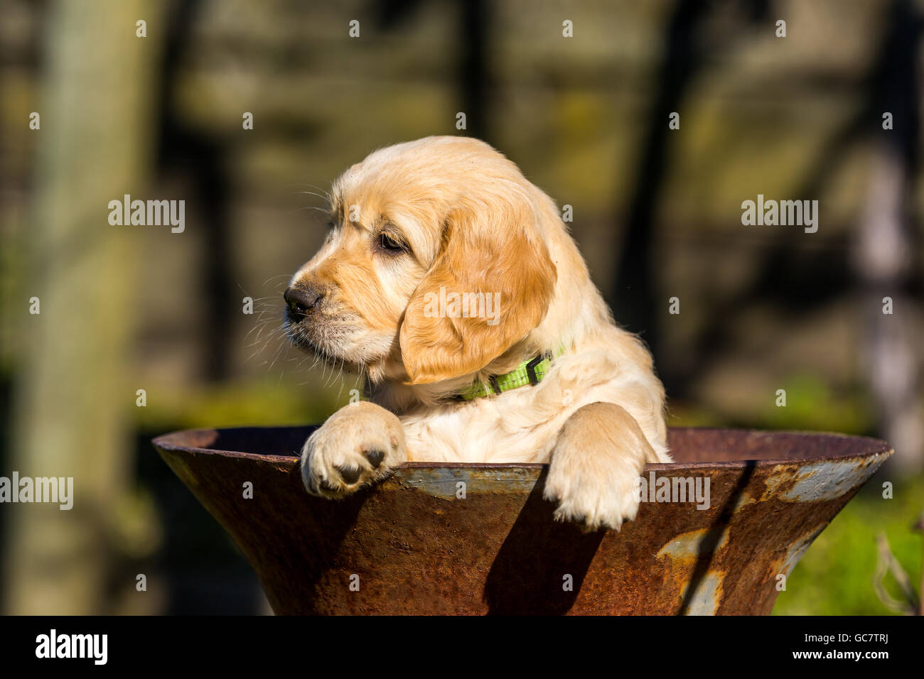 Di pura razza golden retriever cuccioli Foto Stock