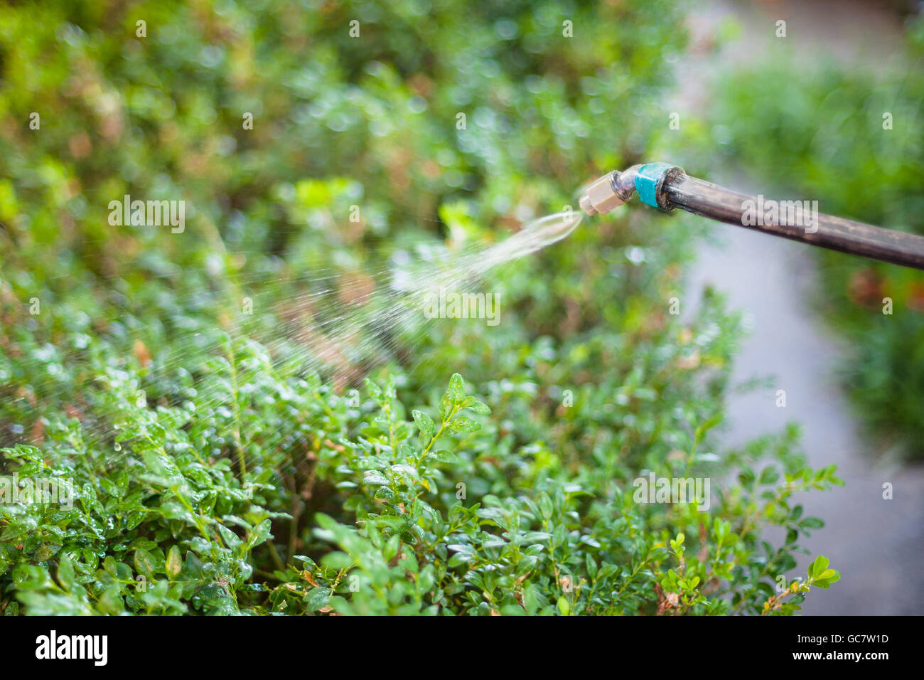 Trattamento del giardino nel cortile dal pesticida contro i parassiti in serata estiva Foto Stock