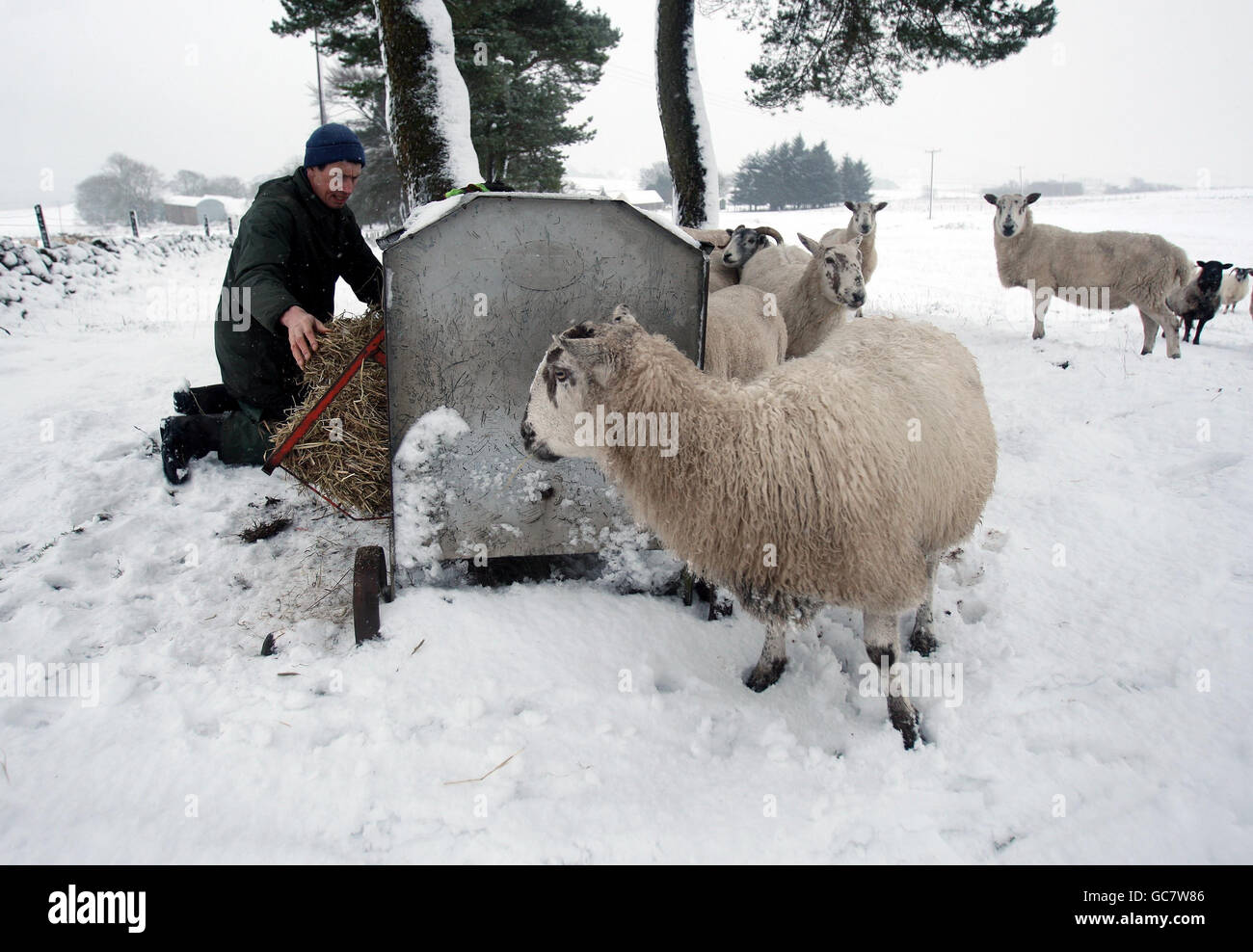 L'agricoltore David Bennie mangia le sue pecore alla Greensburn Farm vicino a Denny, Scozia centrale, mentre la neve continua a cadere sulla Scozia centrale. Foto Stock