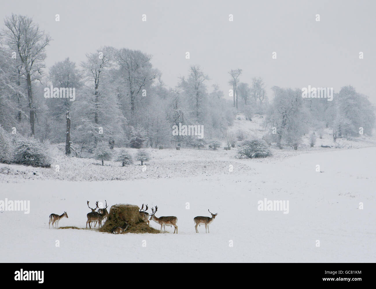 I cervi si nutrono da una balla di fieno a Knole Park, Sevenoaks, Kent, mentre una fresca raffica di neve durante la notte ha portato nuova miseria per i viaggiatori. Foto Stock