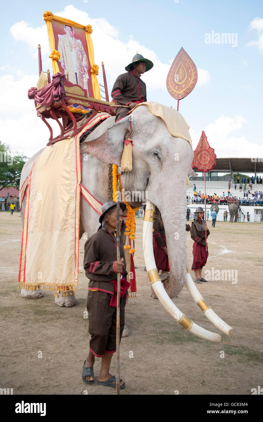 Uno dei pochi elefante bianco all'Elephant Round-up Festival nella città di Surin nel nordest della Thailandia in Southeastasia. Foto Stock