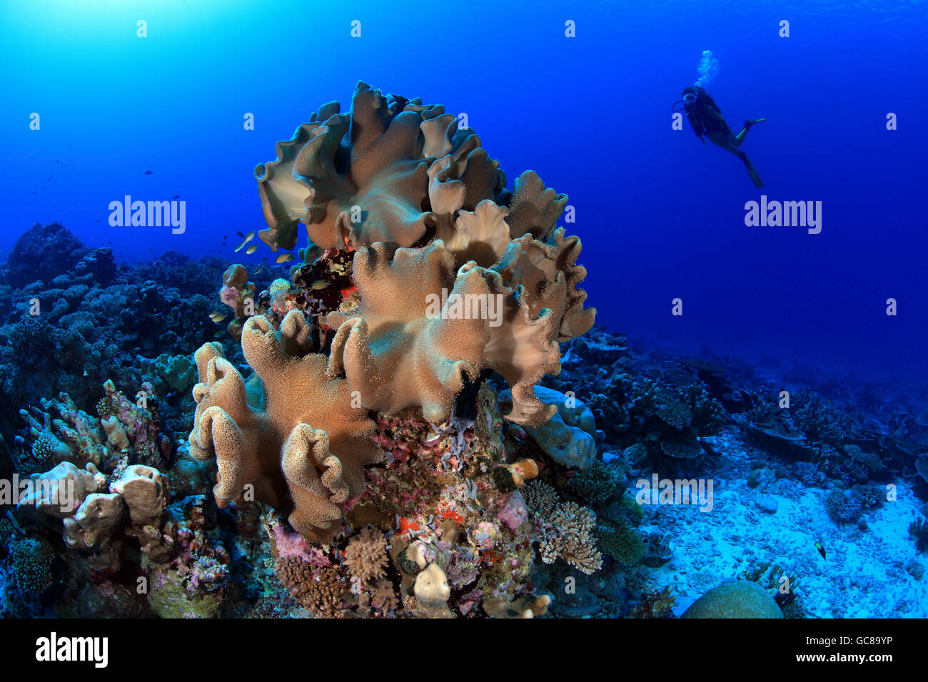 Tropical Coral reef in Oceano Indiano Foto Stock
