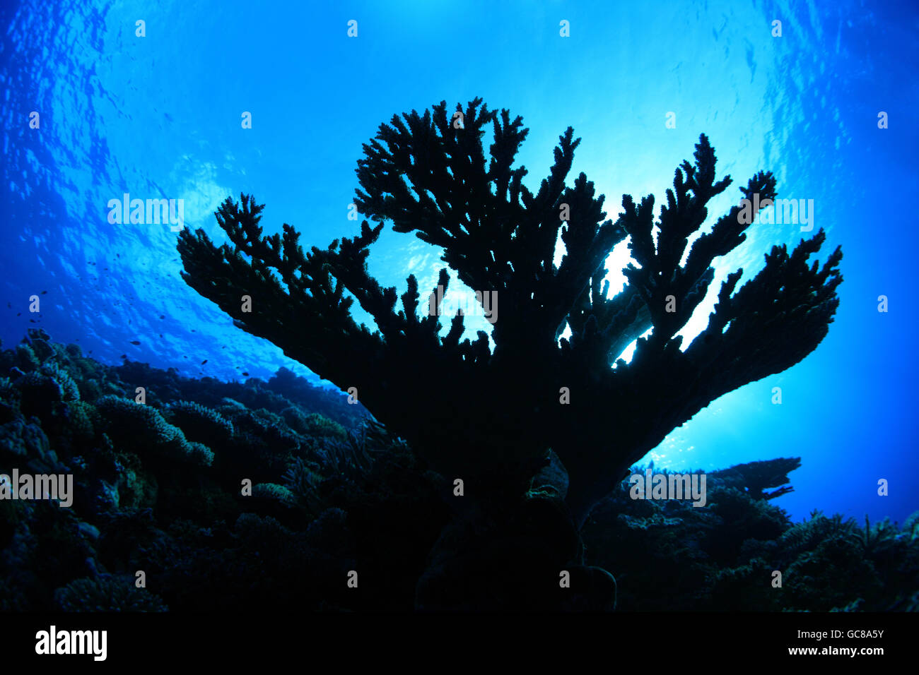 Tabella Corallo e superficie di acqua nel reef tropicali Foto Stock