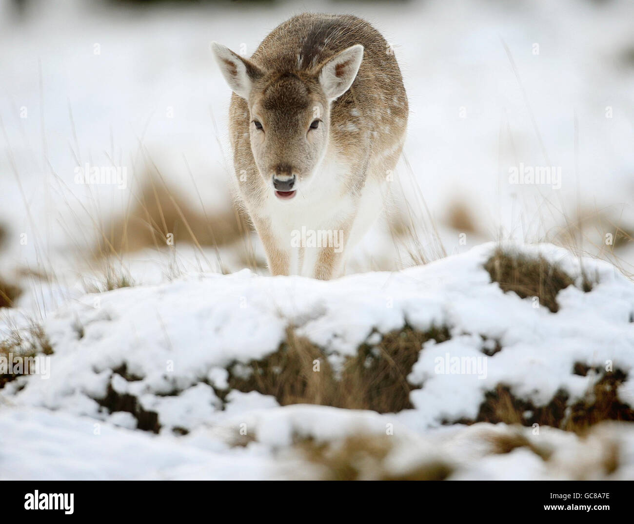 Un cervo cerca cibo nella neve a Richmond Park, Surrey, mentre il freddo continua a colpire la maggior parte del Regno Unito. Foto Stock