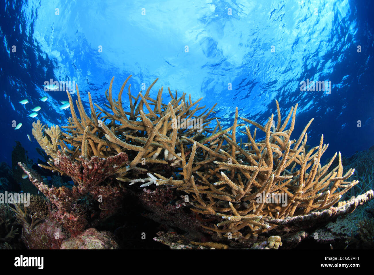 Bellissimi coralli e la superficie dell'acqua nell'oceano tropicale Foto Stock