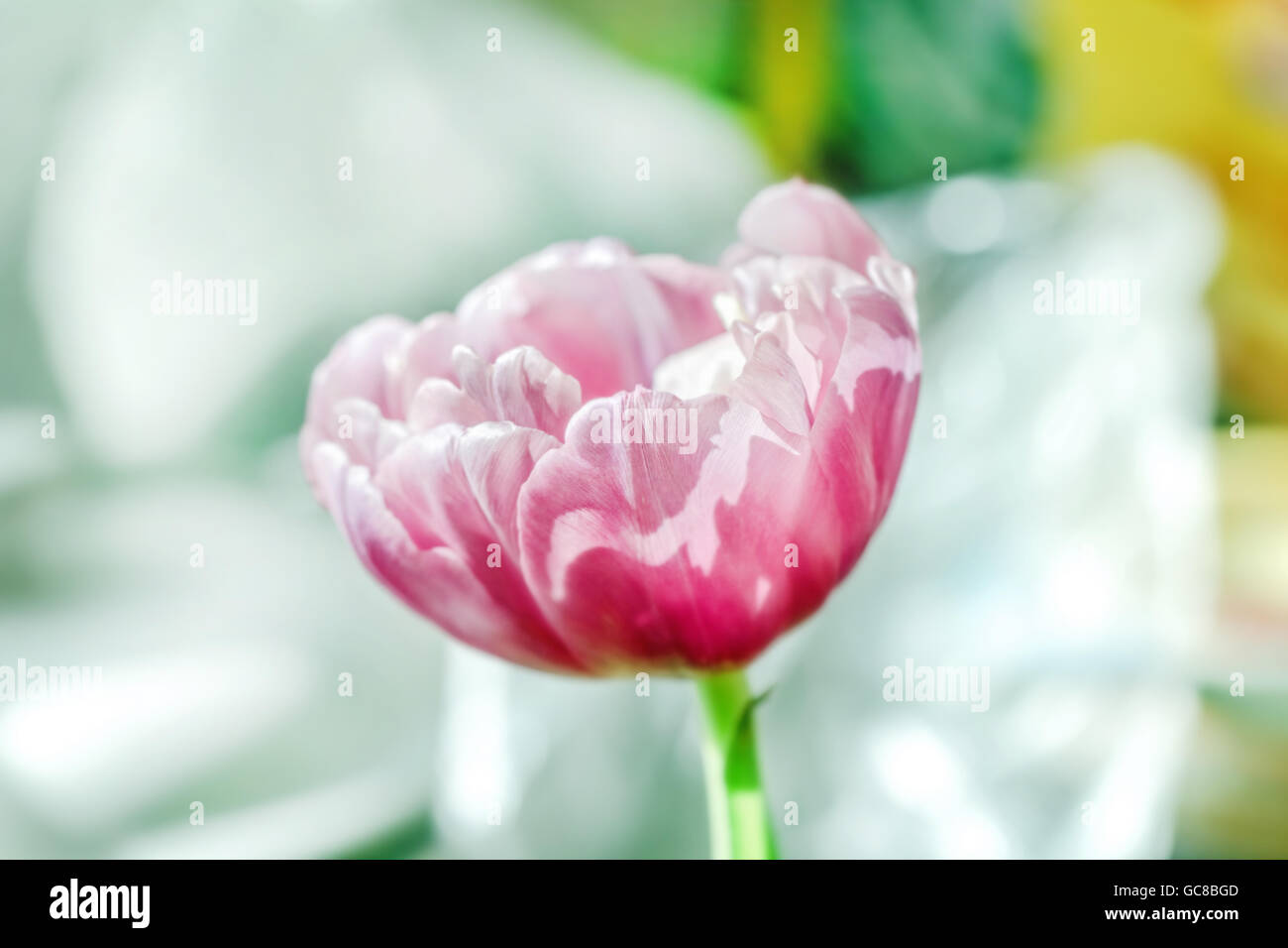 Un bel fiore di tulipano in toni di viola Foto Stock