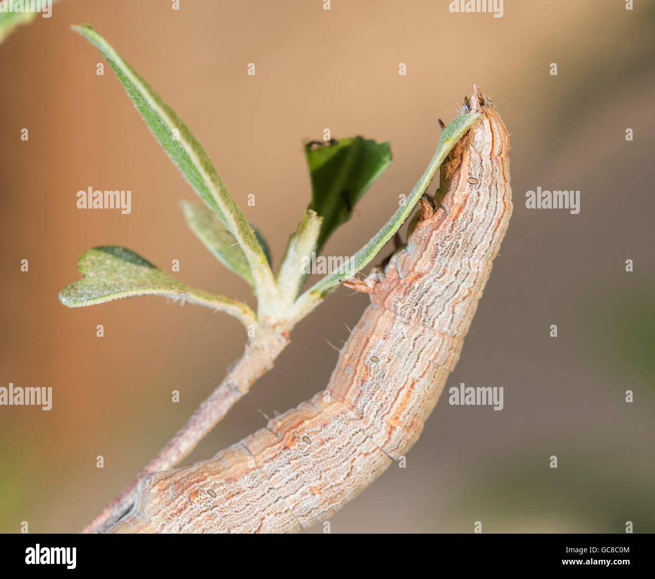 Closeup macro di un falco moth caterpillar su un impianto di frondosi Foto Stock