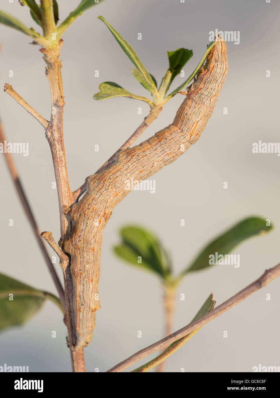 Closeup macro di un falco moth caterpillar su un impianto di frondosi Foto Stock