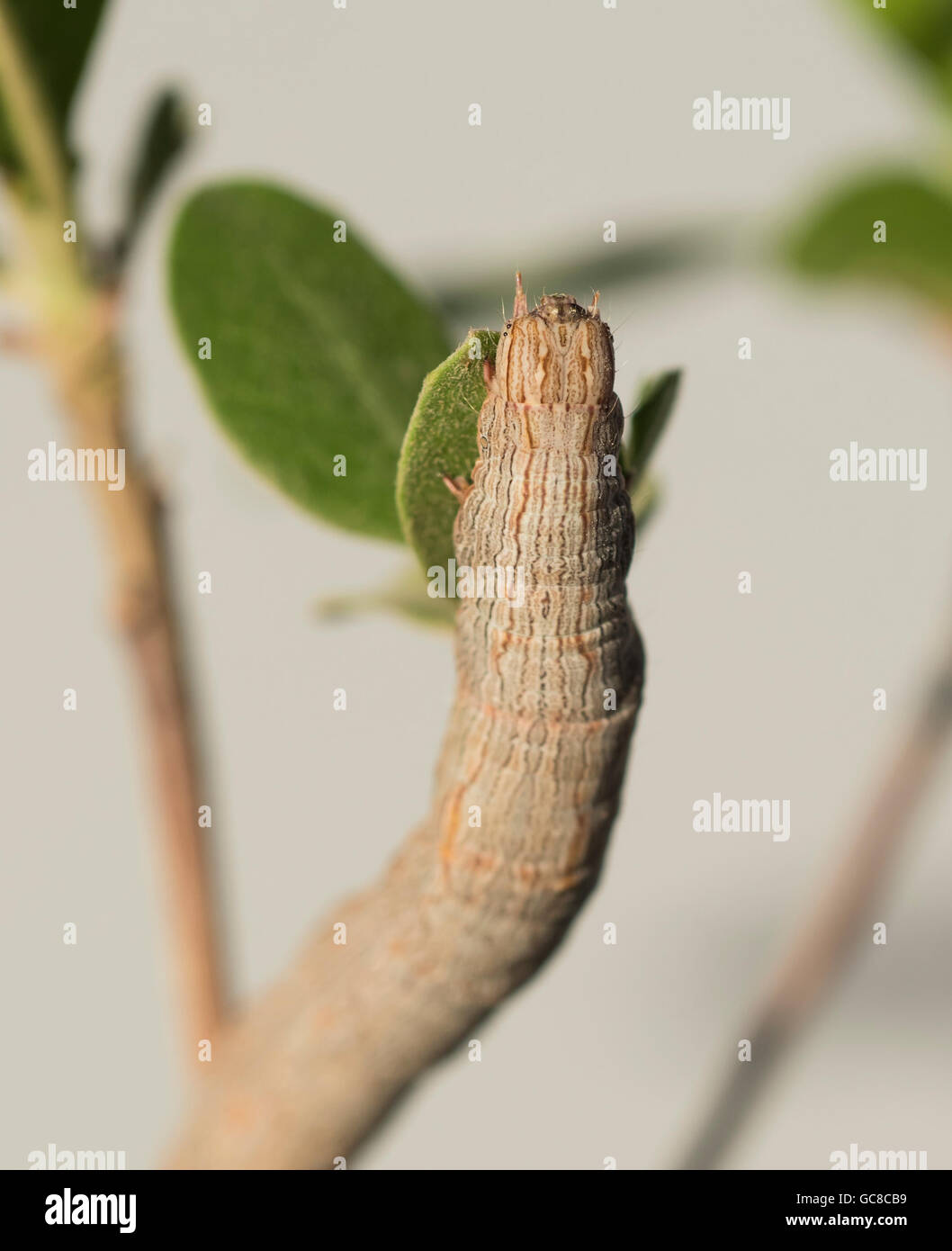 Closeup macro di un falco moth caterpillar su un impianto di frondosi Foto Stock