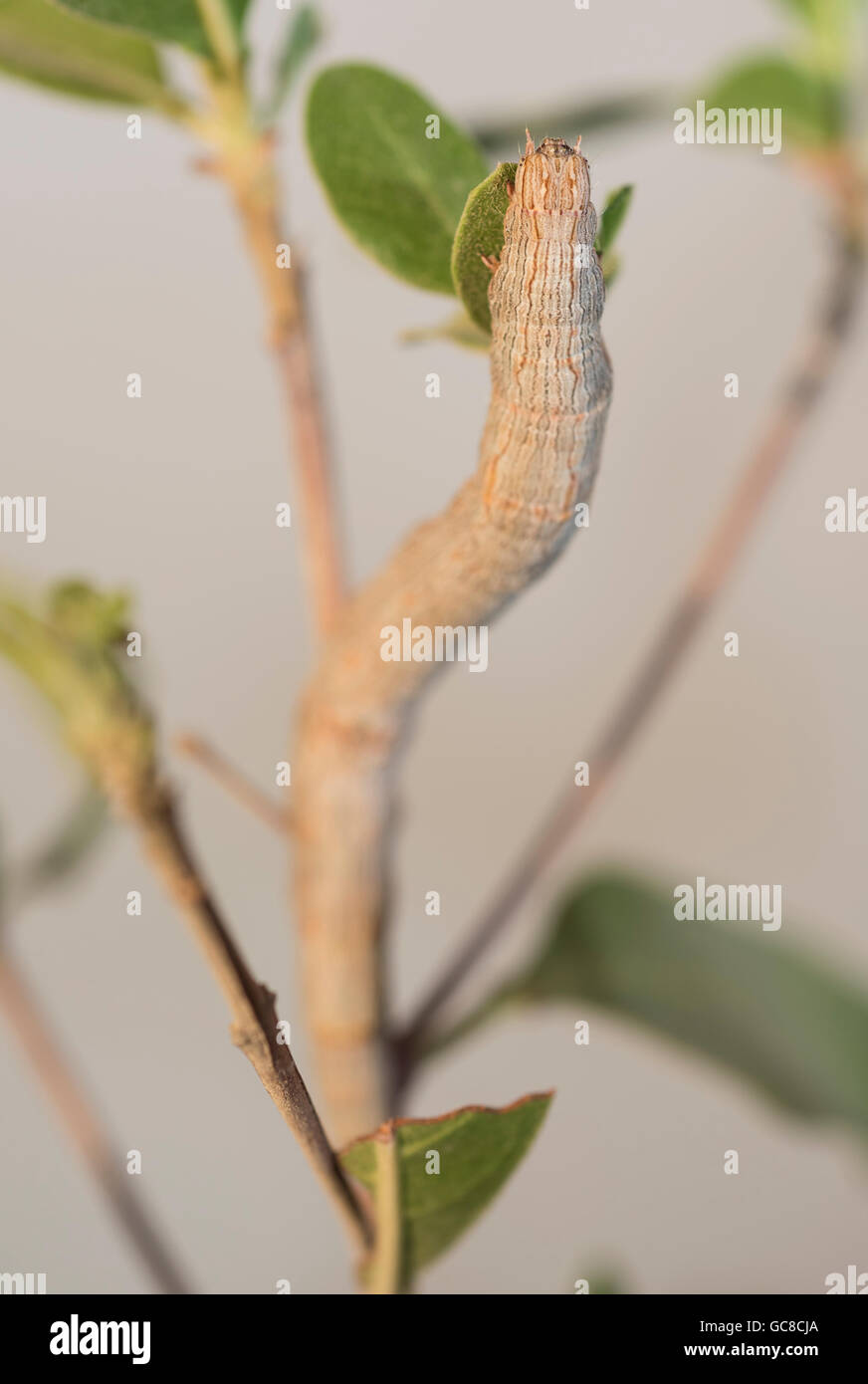 Closeup macro di un falco moth caterpillar su un impianto di frondosi Foto Stock