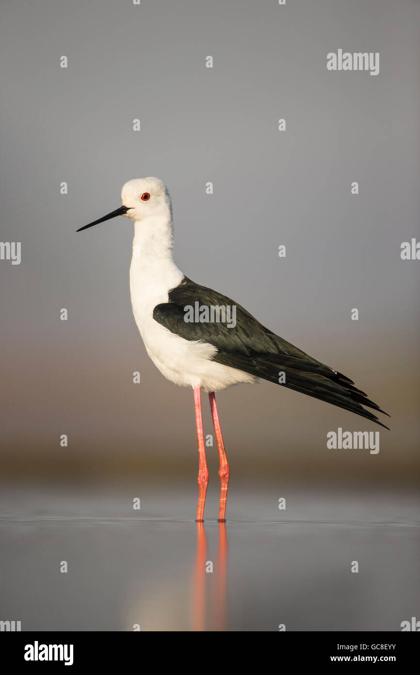 Black-winged stilt Himantopus himantopus in corrispondenza del bordo di una laguna che mostra distinti lunghe gambe rosso e nero sottile bill Foto Stock