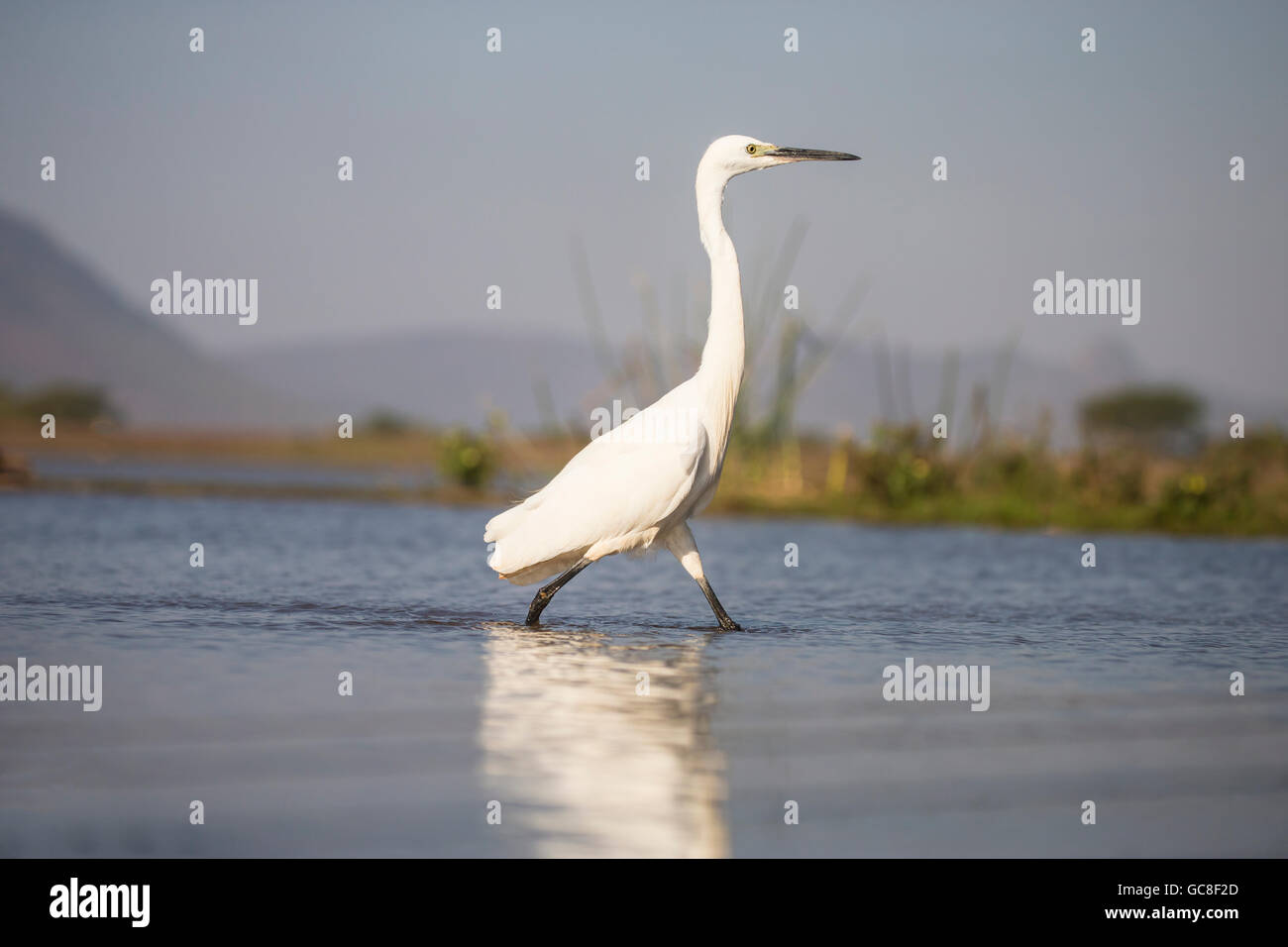 Garzetta Egretta garzetta in profilo paddling in una laguna poco profonda con la riflessione Foto Stock