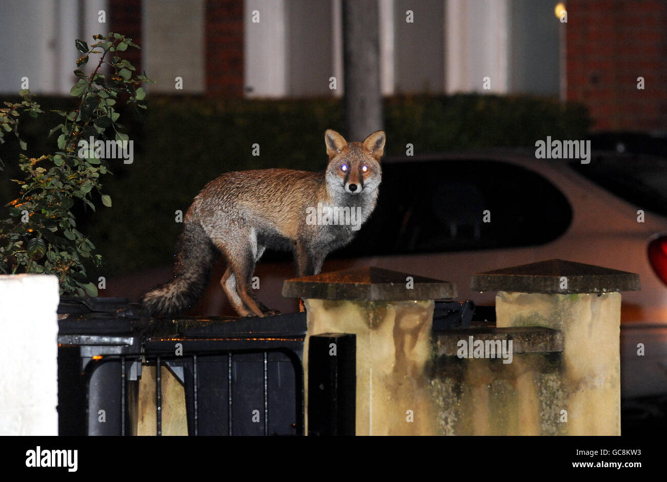 Urban Fox Stock. Una volpe urbana è vista di notte su una strada a Clapham, Londra Foto Stock