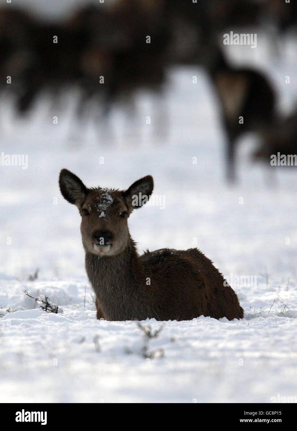 Cervi nel Great Park di Windsor, Berkshire, mentre la neve ha colpito il Regno Unito. Foto Stock