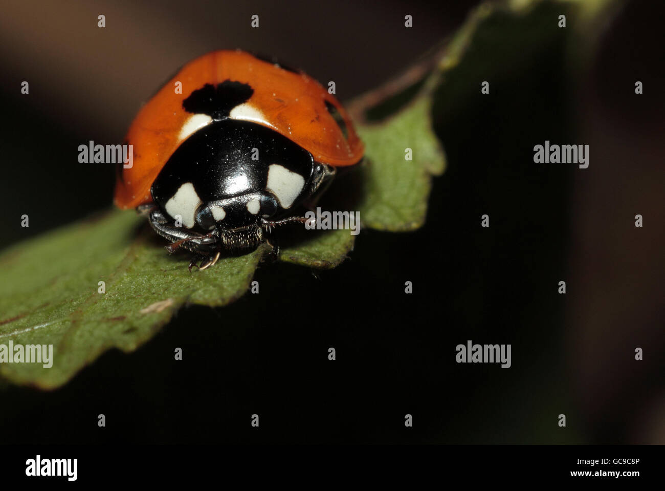 7-spot coccinella, Coccinella 7-punctata, Foto Stock