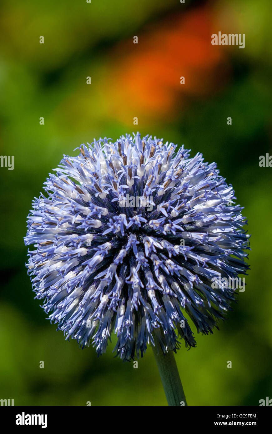 Un globo thistle crescendo in East Sussex. Foto Stock