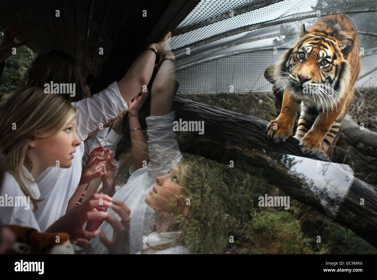 Gli studenti della Boroughmuir High School vengono faccia a faccia con una tigre di Sumatran durante una visita allo Zoo di Edimburgo, Edimburgo. Foto Stock