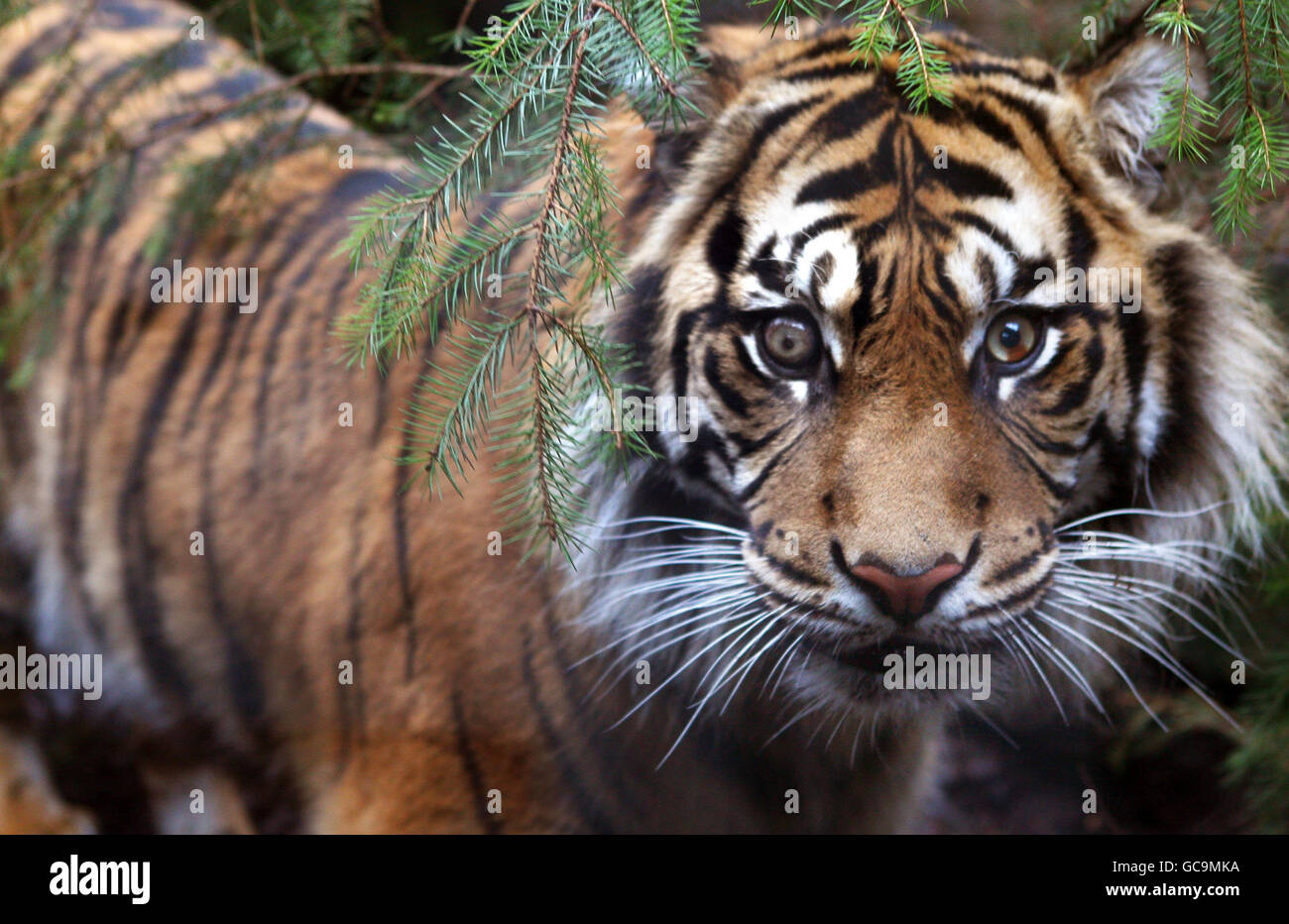 I bambini della scuola incontrano le tigri. Una tigre di Sumatran allo Zoo di Edimburgo. Foto Stock