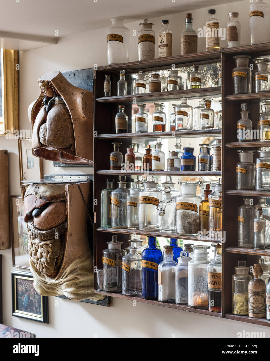 Speziale giare con modelli anatomici in Londra appartamento pieni di curiosità di antiquariato Foto Stock