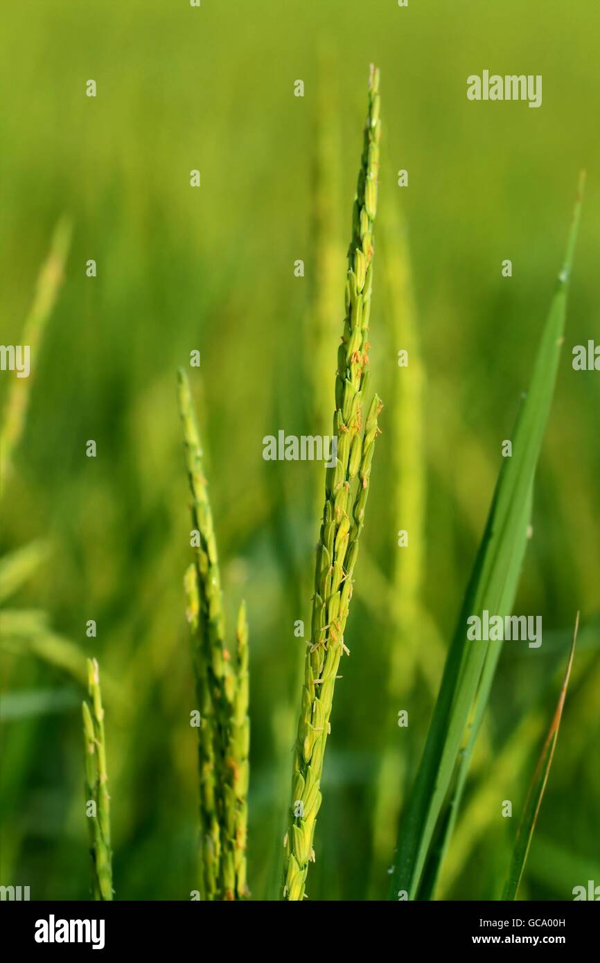 Close up di verde il risone. Orecchio verde di riso paddy campo di riso Foto Stock