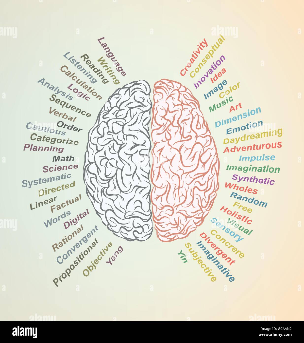 Cervello creativo Idea. Concetto di vettore. Delle Scienze e delle arti. A sinistra e a destra le funzioni cerebrali. Illustrazione Vettoriale