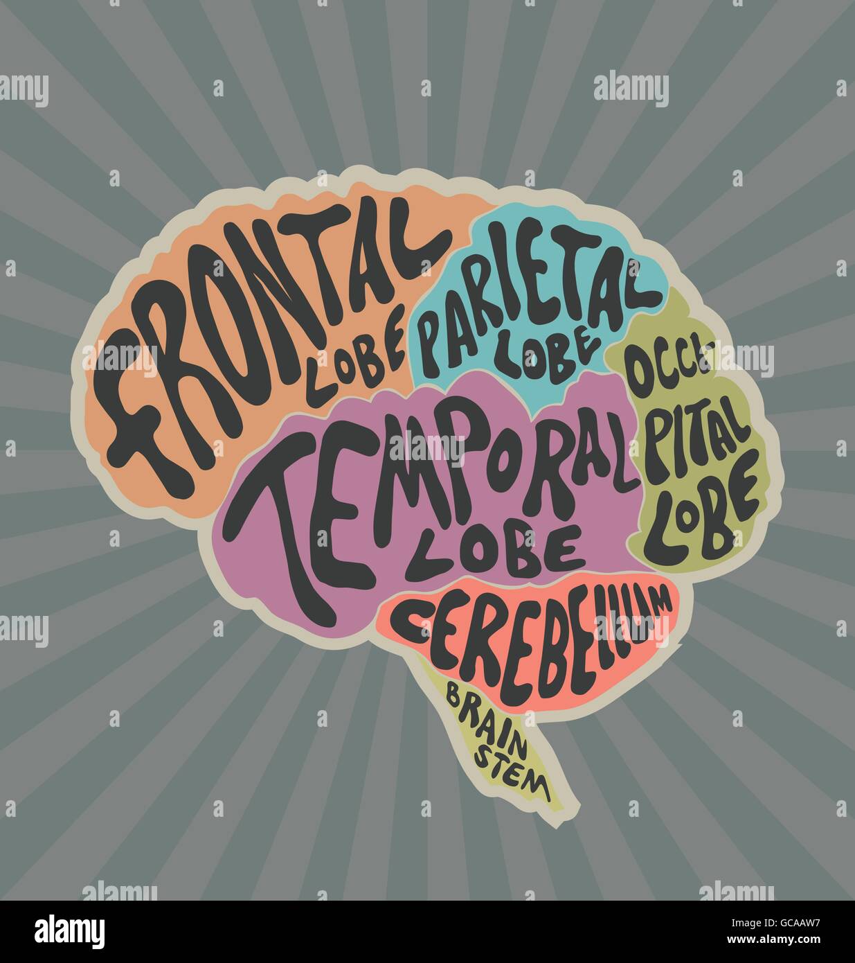 Struttura del cervello umano. Illustrazione Vettoriale