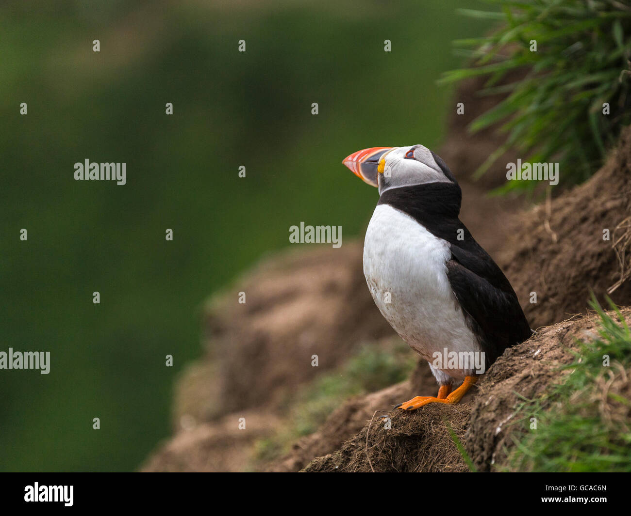 La visualizzazione dei puffini da roccia a picco sul mare Foto Stock