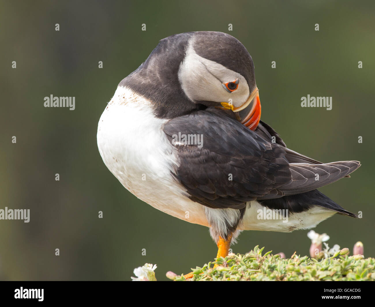 Puffin preening le sue piume Foto Stock