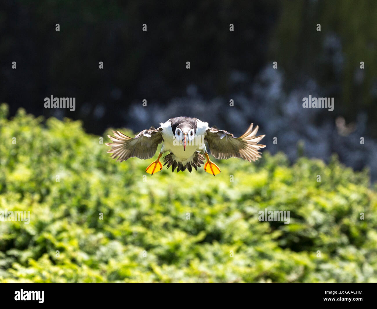 Un Puffin circa di touchdown Foto Stock