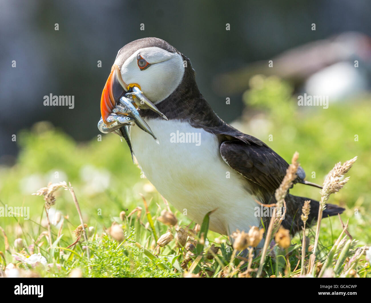 Puffin con il cicerello nel becco Foto Stock