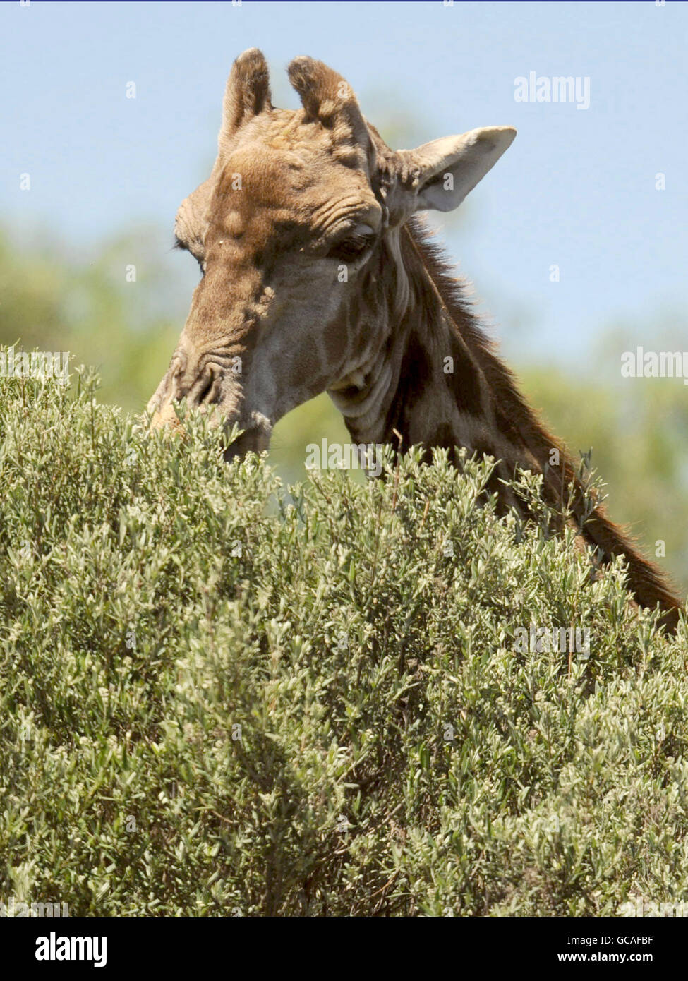 Una giraffa selvatica mangia foglie da un albero alto a Bloemfontein, Sud Africa. Foto Stock