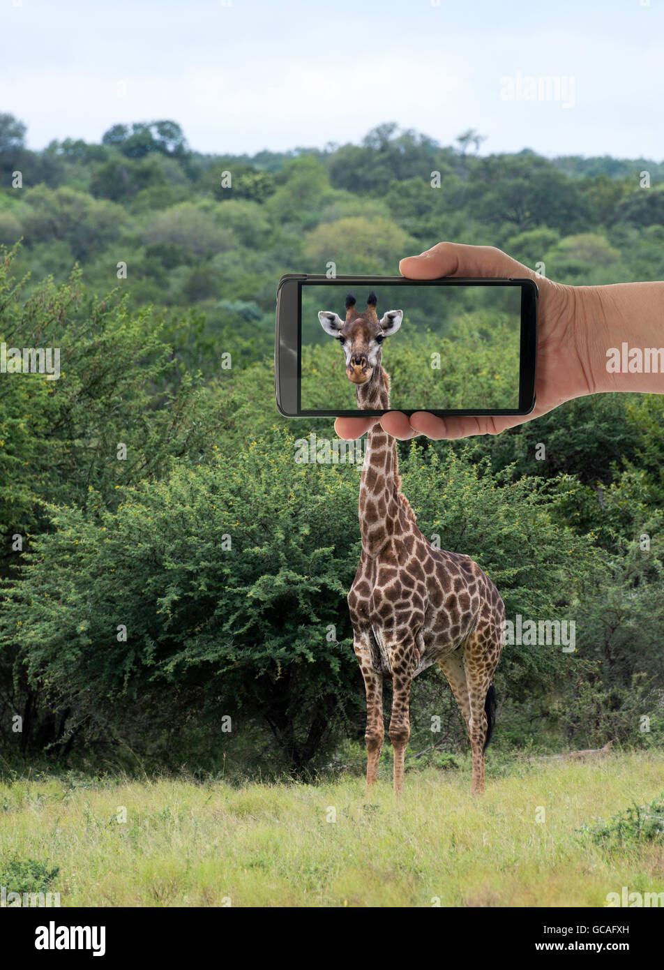 Tourist rendendo la foto della giraffa con il telefono cellulare o smartphone nel parco nazionale Kruger sud africa Foto Stock