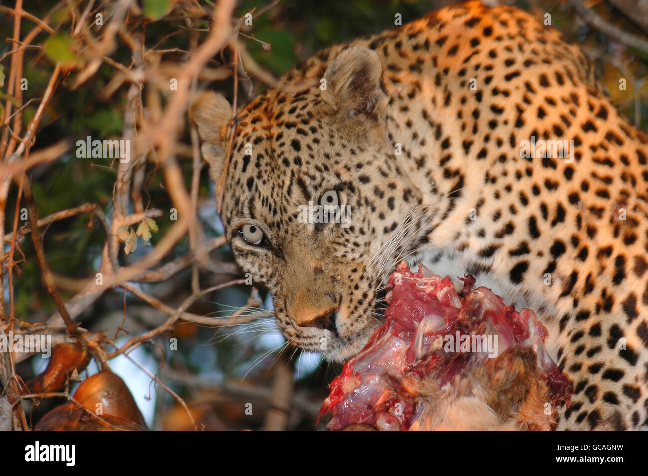 Leopard mangia un impala era impostato su un ramo di albero, Londolozi Private Game Reserve, Kruger National Park, Sud Africa Foto Stock