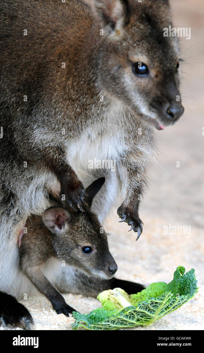 Nuovi arrivi allo Zoo di Twycross, Leicestershire, wallaby Kampuchea con il suo bambino dal collo rosso, che deve ancora essere chiamato. Foto Stock