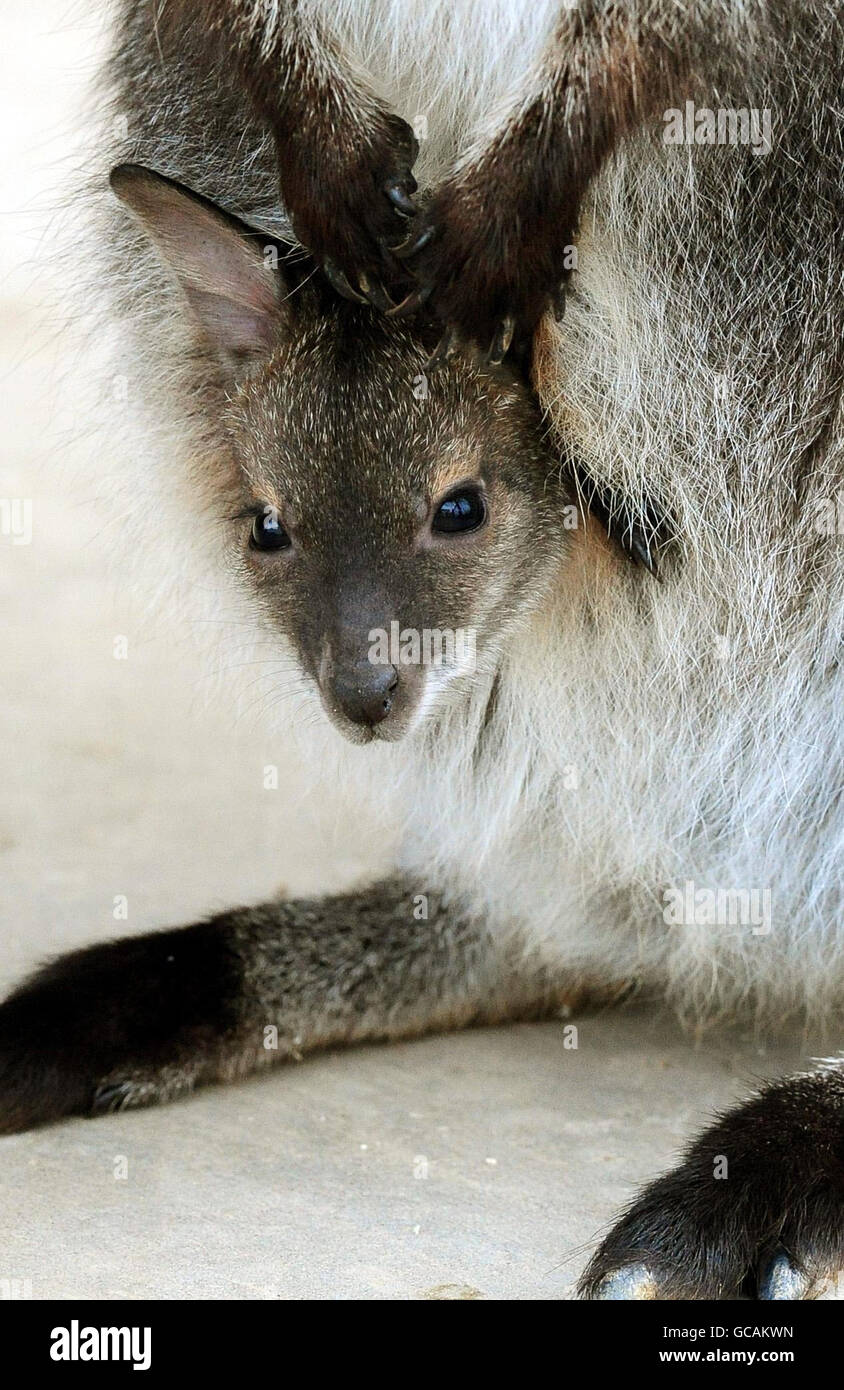 Nuovi arrivi allo Zoo di Twycross, Leicestershire, wallaby Kampuchea con il suo bambino dal collo rosso, che deve ancora essere chiamato. Foto Stock