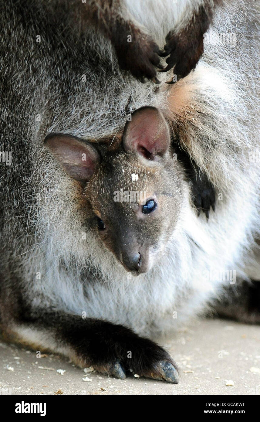 Nuovi arrivi allo Zoo di Twycross, Leicestershire, wallaby Kampuchea con il suo bambino dal collo rosso, che deve ancora essere chiamato. Foto Stock