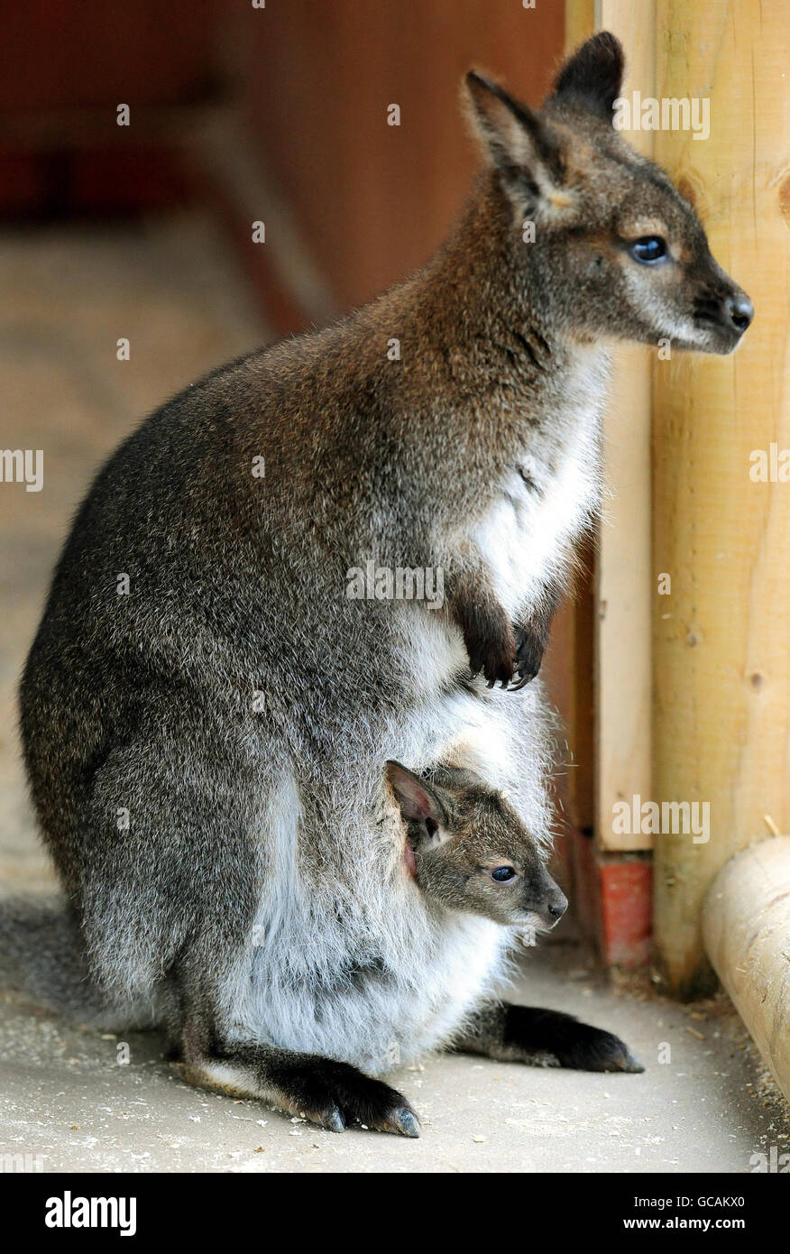 Nuovi arrivi allo Zoo di Twycross, Leicestershire, wallaby Kampuchea con il suo bambino dal collo rosso, che deve ancora essere chiamato. Foto Stock