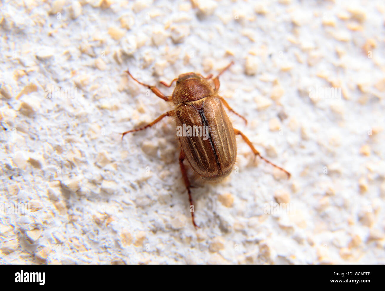 Primo piano di uno può bug su un muro bianco da luce diurna Foto Stock