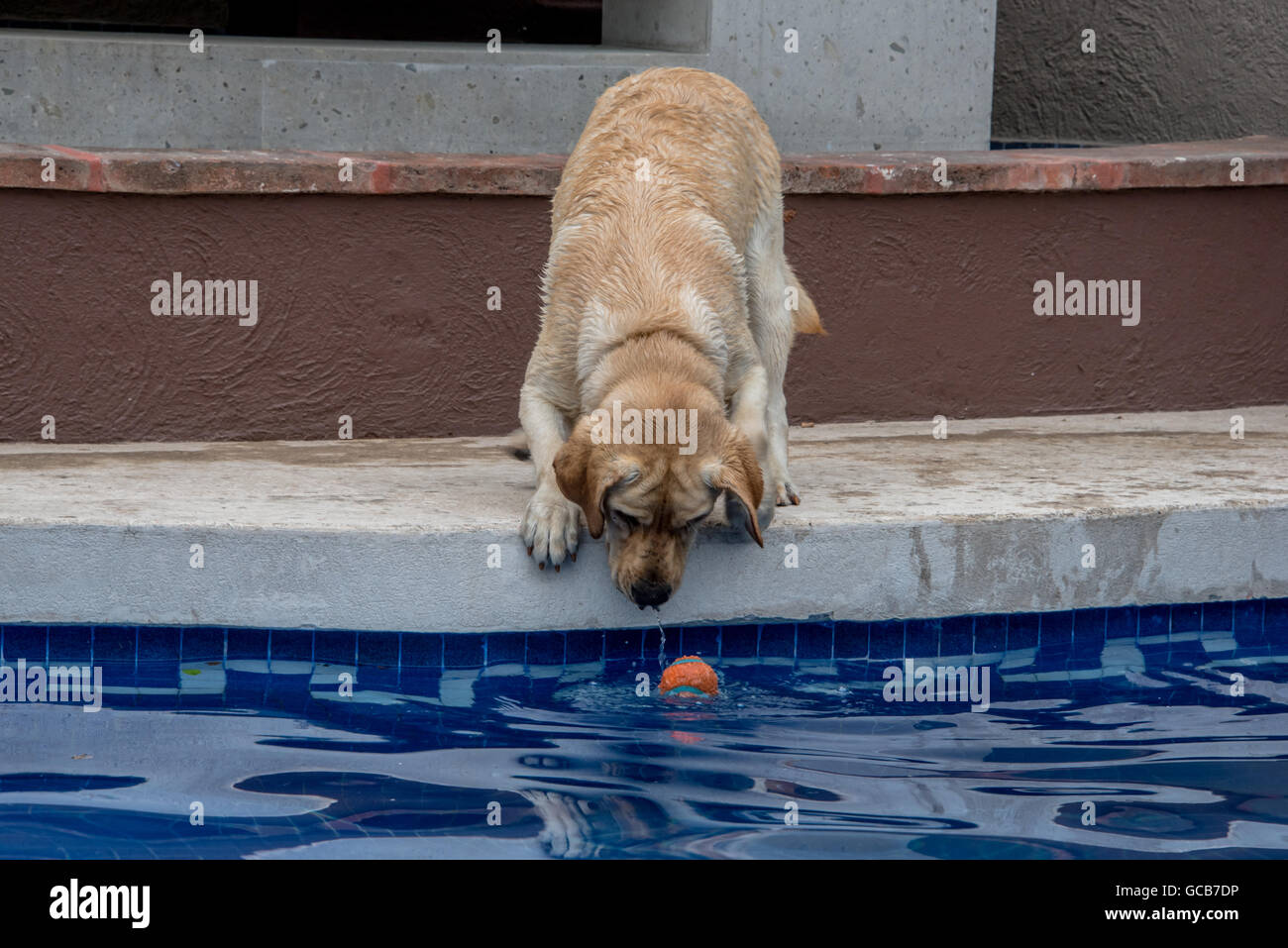 Il Labrador retreiver giocando fetch, cercando di pesce palla fuori della piscina Foto Stock