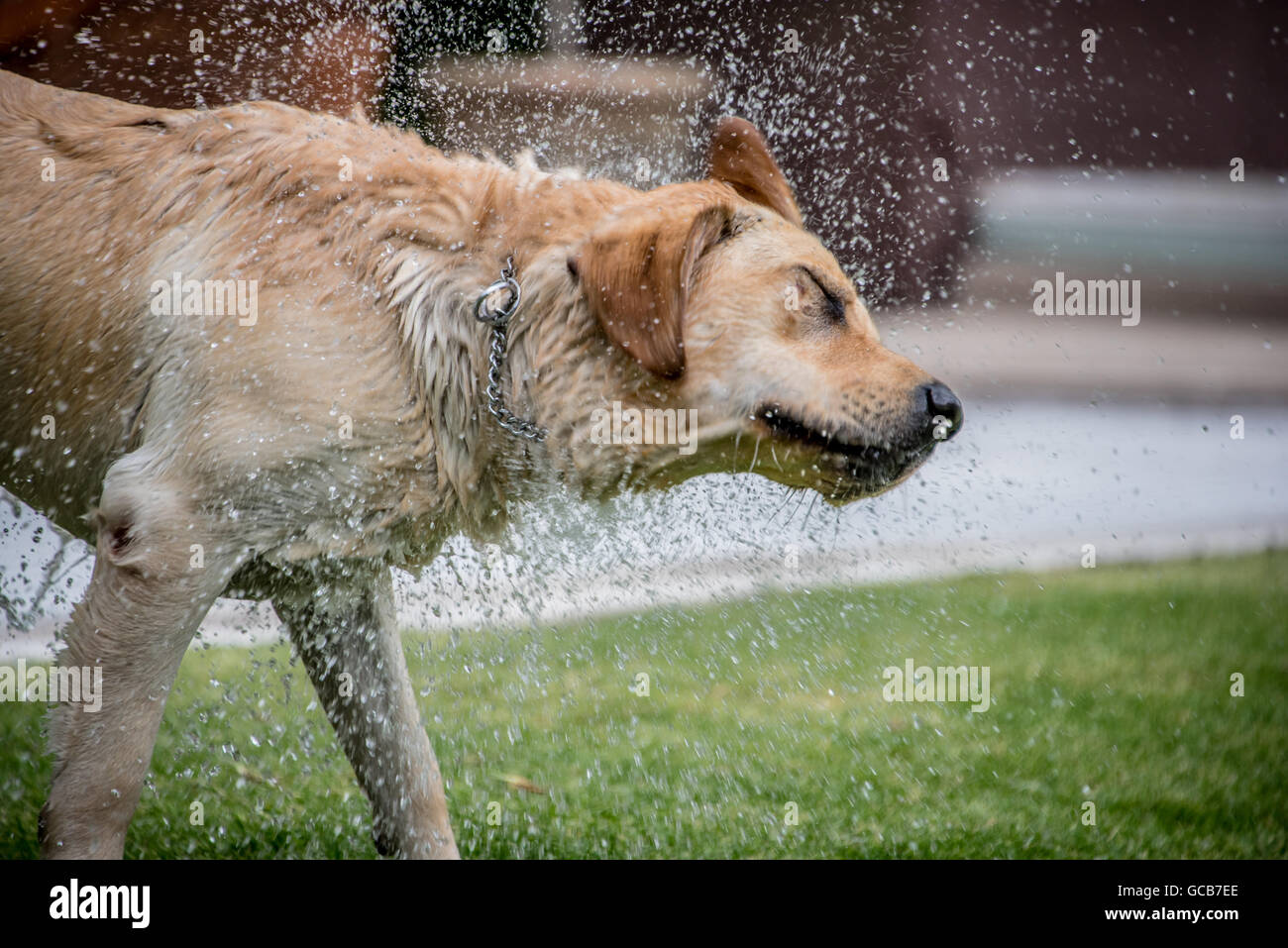 Il Labrador retreiver sull'erba la riproduzione di fetch, agitando l'acqua off Foto Stock