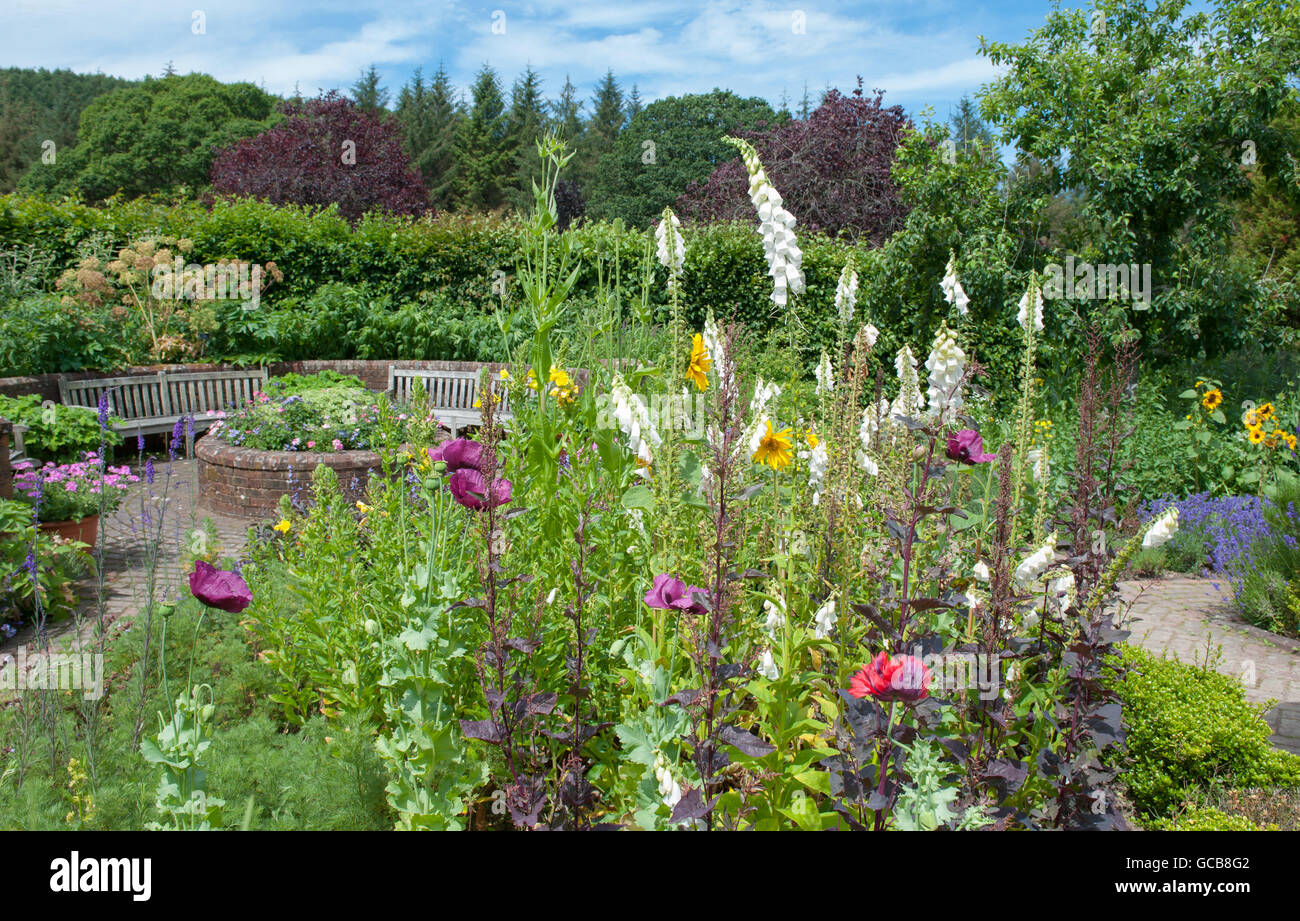 Il Papavero (Papaver somniferum) nel Giardino Cottage a RHS Rosemoor nel Devon, Inghilterra, Regno Unito Foto Stock