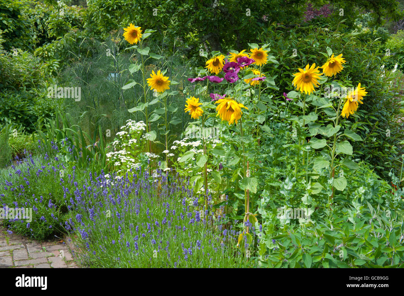 Il Papavero (Papaver somniferum) nel Giardino Cottage a RHS Rosemoor nel Devon, Inghilterra, Regno Unito Foto Stock