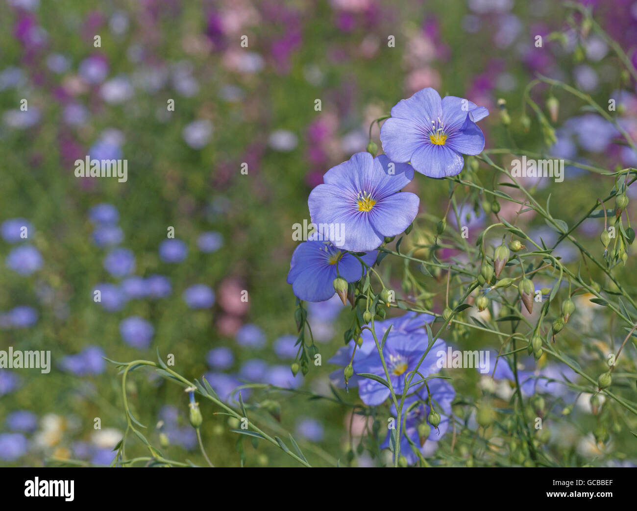 Blue Linum fiori nel giardino Foto Stock