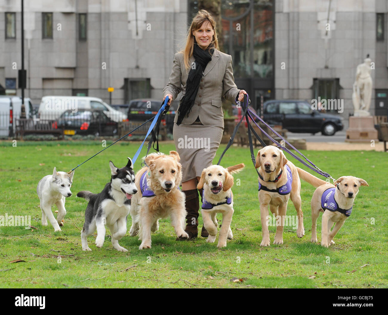 Sara Wilde del Club del allevamento con (da sinistra a destra), Huskies Laurel e Locket e quattro cani partner canini che assistono i disabili - Golden Retrievers Sailor e Rupert e Labradors Erin e Sophie, Durante una fotocellula a Londra per lanciare quest'anno DFS Crufts 2010 mostra di cani presso il centro NEC di Birmingham, in esecuzione tra l'11 e il 14 marzo. Foto Stock