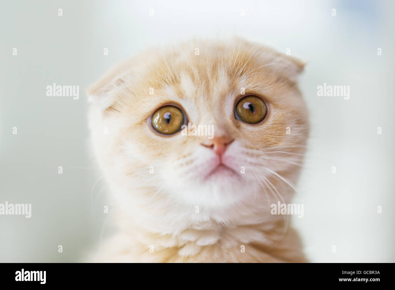 Close up di Scottish Fold gattino Foto Stock